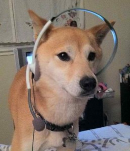 Customer service dog