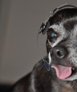 Tech support dog