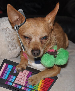 Dog wearing a headset