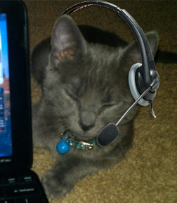 Cat wearing a headset