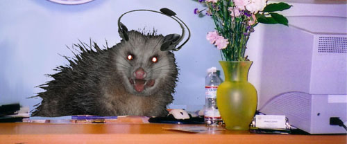 Possum wearing a headset