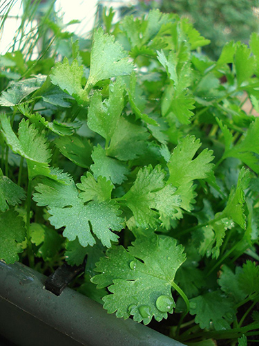 cilantro