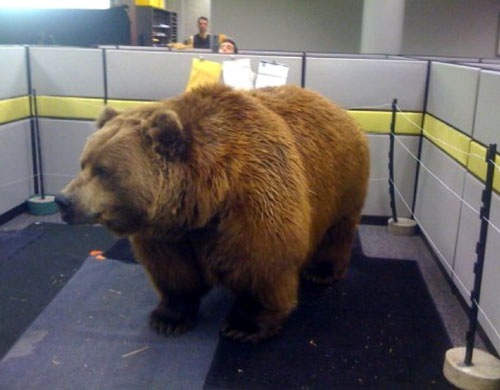 Bear in cubicle office prank.