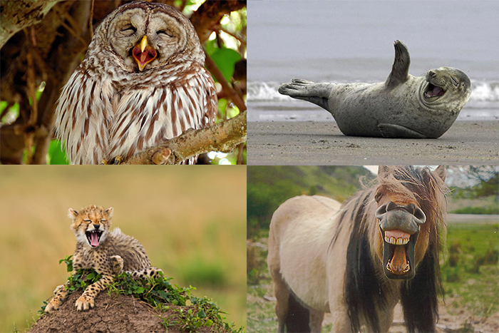 Laughing animals