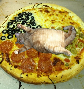 pizza-cat-11457