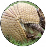 armadillo_circle