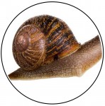 snail_circle