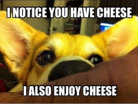 Funniest_Memes_i-notice-you-have-cheese_7205