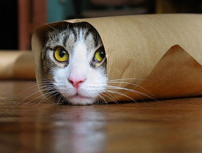 cat_burrito