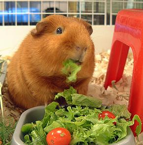 guineapigsalad