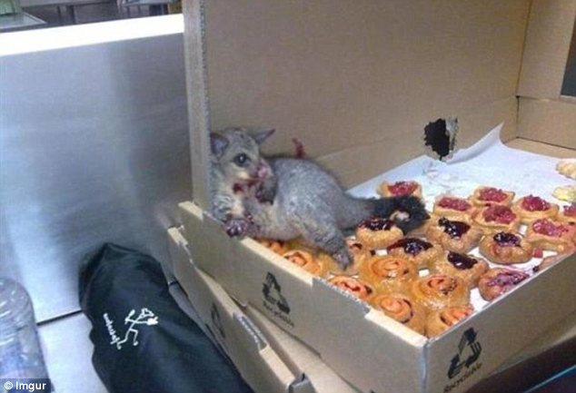 possumpastry