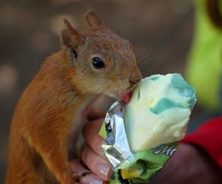 squirrelicecream