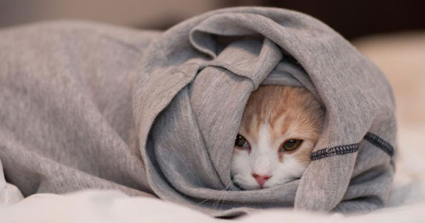 catburrito