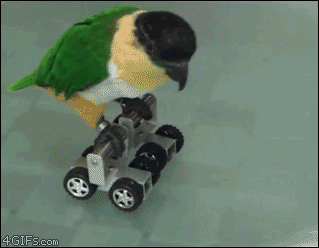 Bird Skates