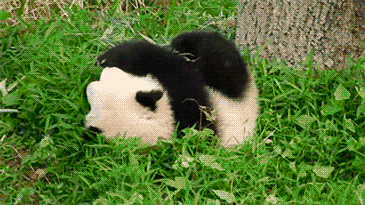 Panda Parkour